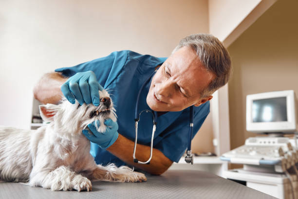Best After-Hours Emergency Dentist in Kendall Park, NJ